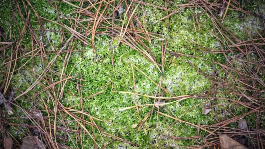 Lawn Moss