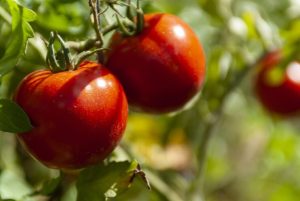 Secrets of Tomato Plants
