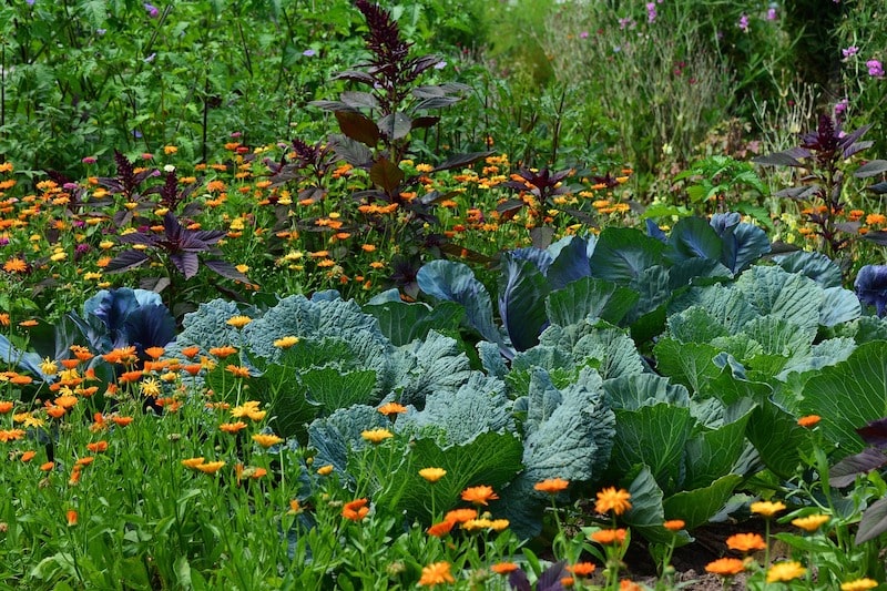 Create Perfect Space for Veggies Amongst Flowers for vegetable garden ideas